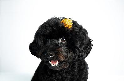 《莱莎的炼金工房3》PV1公布 预购特典夏日穿搭服装